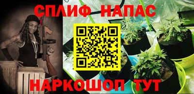шишки Гай