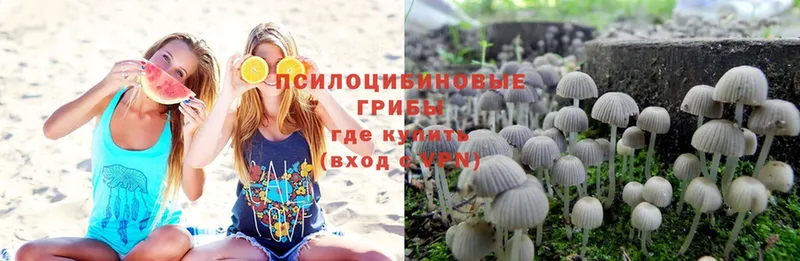 где можно купить наркотик  мориарти клад  Псилоцибиновые грибы Psilocybine cubensis  Тавда  omg tor 